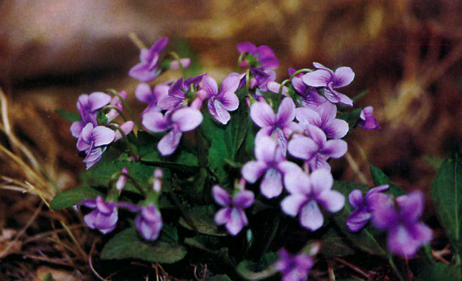 紫花地丁图片 - 花百科